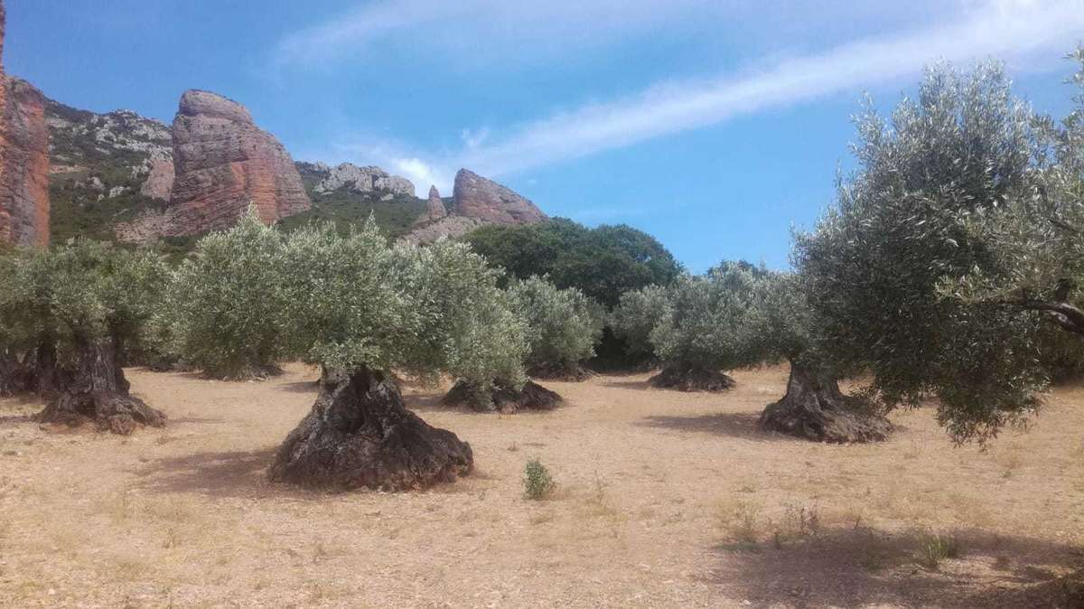 Oliveraie au pied des Mallos de Riglos