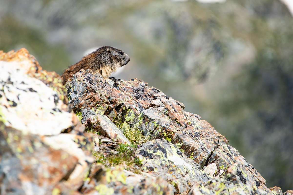Balade guidée à la rencontre des marmottes