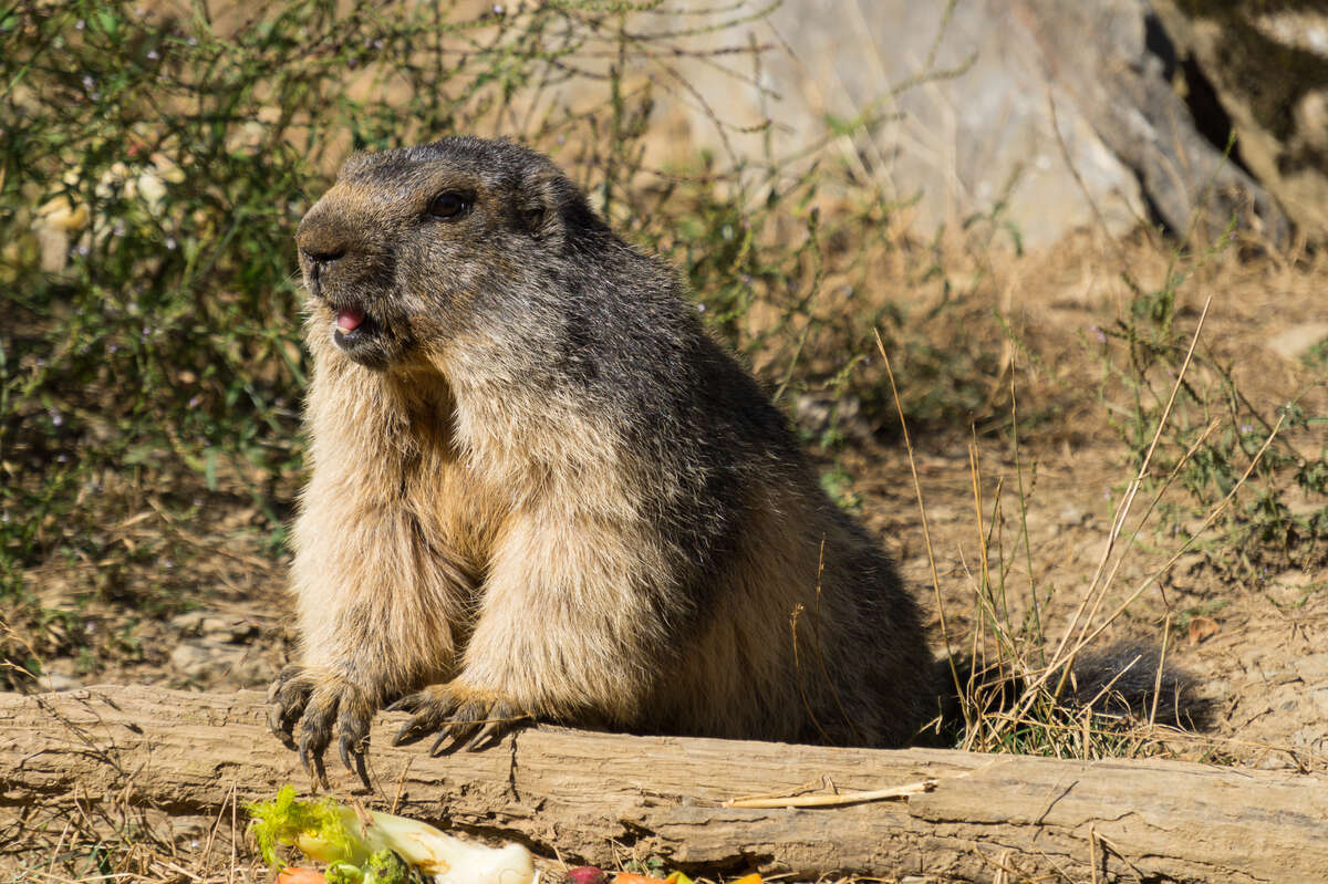 Randonnée guidée à la rencontre des marmottes en Val d'Azun