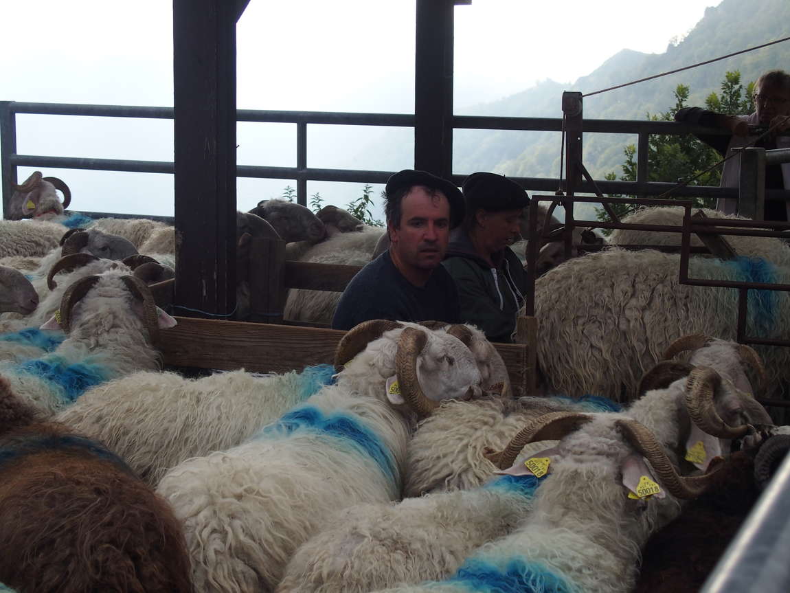 Balade guidée à la rencontre de la bergère et de son troupeau en estive