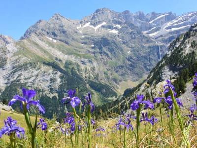 🌸 Safari botanique de printemps dans les Pyrénées