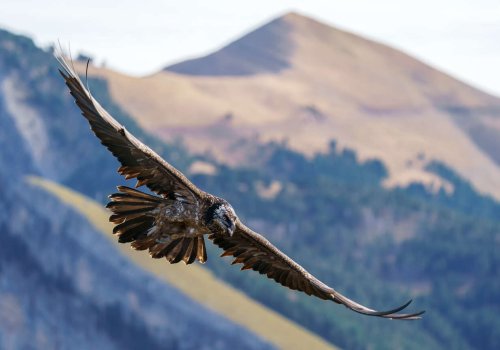 🦅 Randonnée naturaliste - Les seigneurs du ciel : les rapaces des Pyrénées