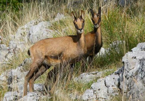 Balade sur la piste des animaux
