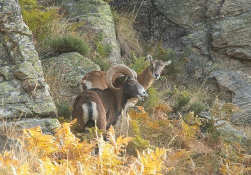 Randonnée à la rencontre des mouflons